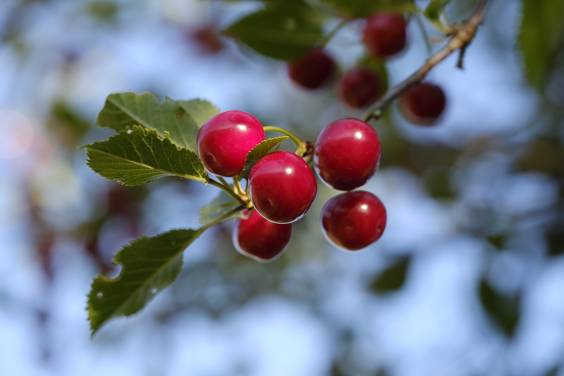 Stone fruit