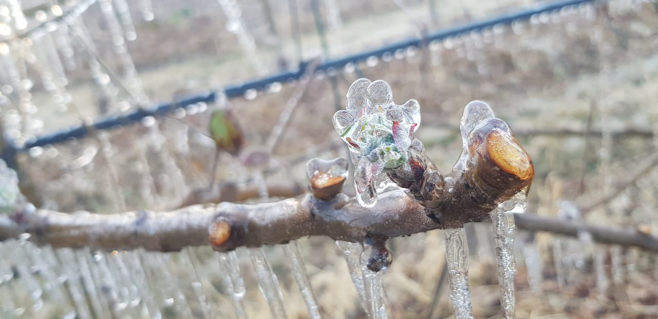 Frost